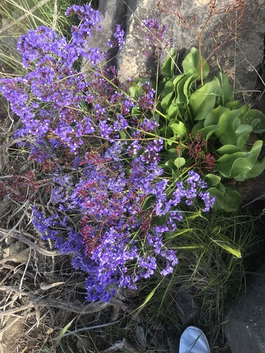 Limonium preauxii image