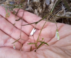 Vicia minutiflora