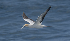 Australasian Gannet photo 2