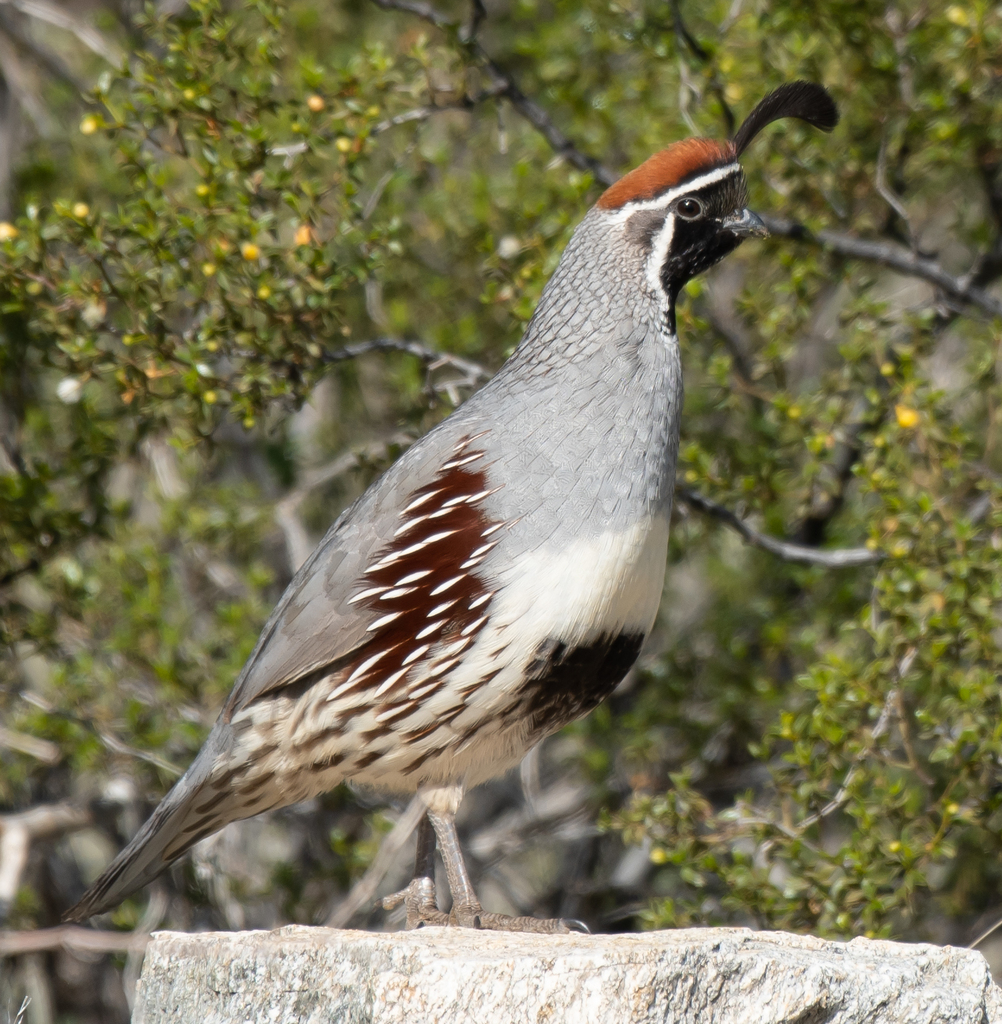 Gambel's Quail from 4500 E Pima Canyon Rd, Phoenix, AZ 85044, USA on ...