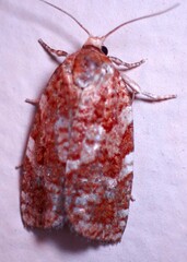 Choristoneura pinus
