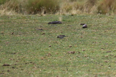 Geospizopsis unicolor