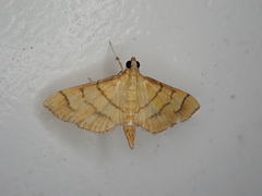 Orphanostigma