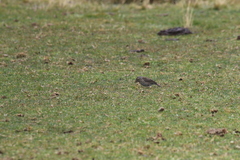 Geospizopsis unicolor