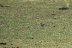 Geospizopsis unicolor
