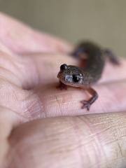 Plethodon ventralis