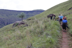 Cussonia