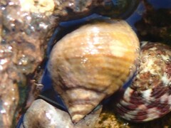 Tectarius striatus