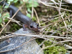 Plethodon ventralis