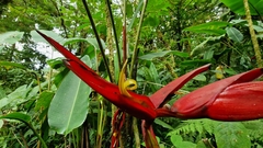 Heliconia monteverdensis