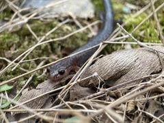 Plethodon ventralis