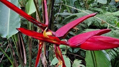 Heliconia monteverdensis