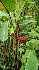 Heliconia monteverdensis