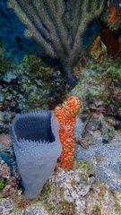 Ptilocaulis walpersii