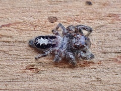 Sandalodes superbus