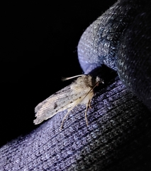 Caradrina rebeli