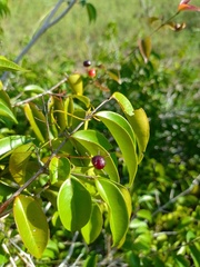 Myrcia multiflora