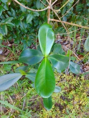 Clusia paralicola