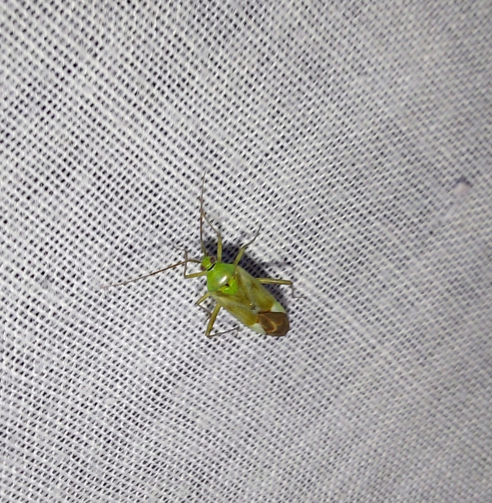 Reuterista instabilis