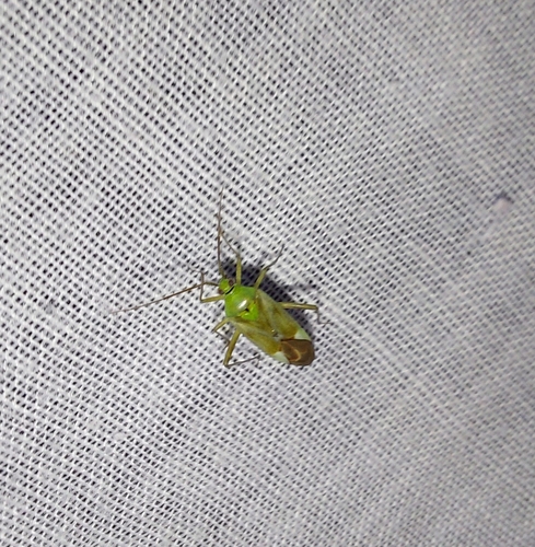 Reuterista instabilis
