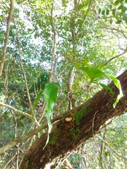 Phlebodium decumanum