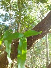 Phlebodium decumanum