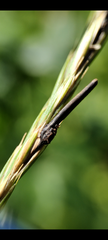 Acylomus pugetanus
