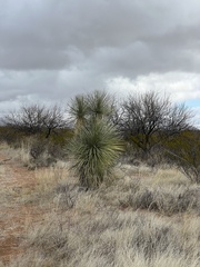 Yucca elata