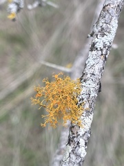Teloschistes exilis