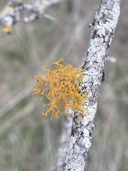 Teloschistes exilis