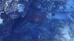 Epinephelus striatus