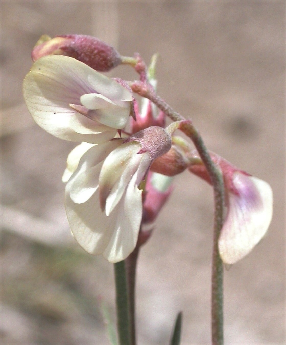 Astragalus diversifolius