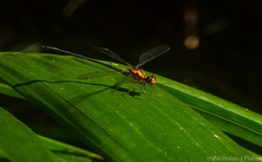 Austroargiolestes amabilis