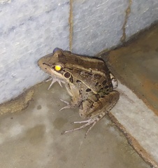 Leptodactylus latrans