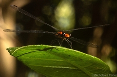 Austroargiolestes amabilis