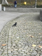Corvus corone corone