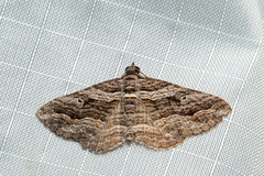 Chrysolarentia severata