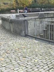 Corvus corone corone