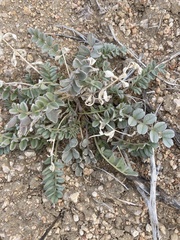 Astragalus layneae