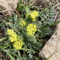 Lomatium utriculatum