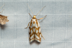 Myrascia bracteatella