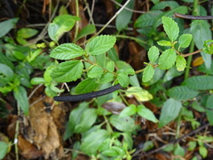 Corchorus siliquosus