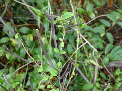 Corchorus siliquosus