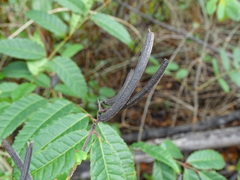 Corchorus siliquosus