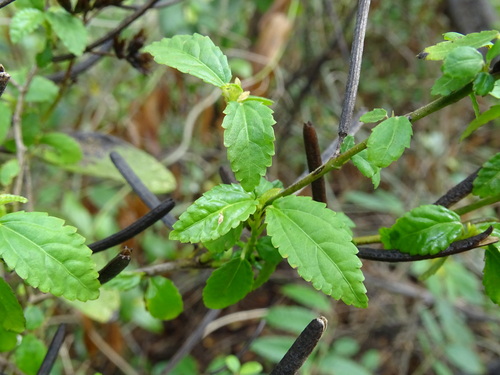 Image of Corchorus siliquosus by (c) Alexis López Hernández, some rights reserved (CC BY)