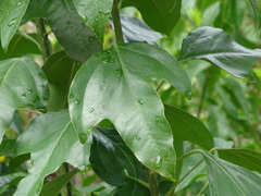 Dendropanax arboreus