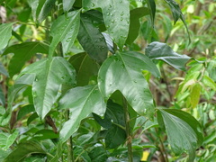 Dendropanax arboreus