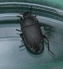 Asiopus minimus