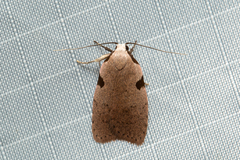 Zonopetala quadripustulella