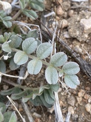 Astragalus layneae